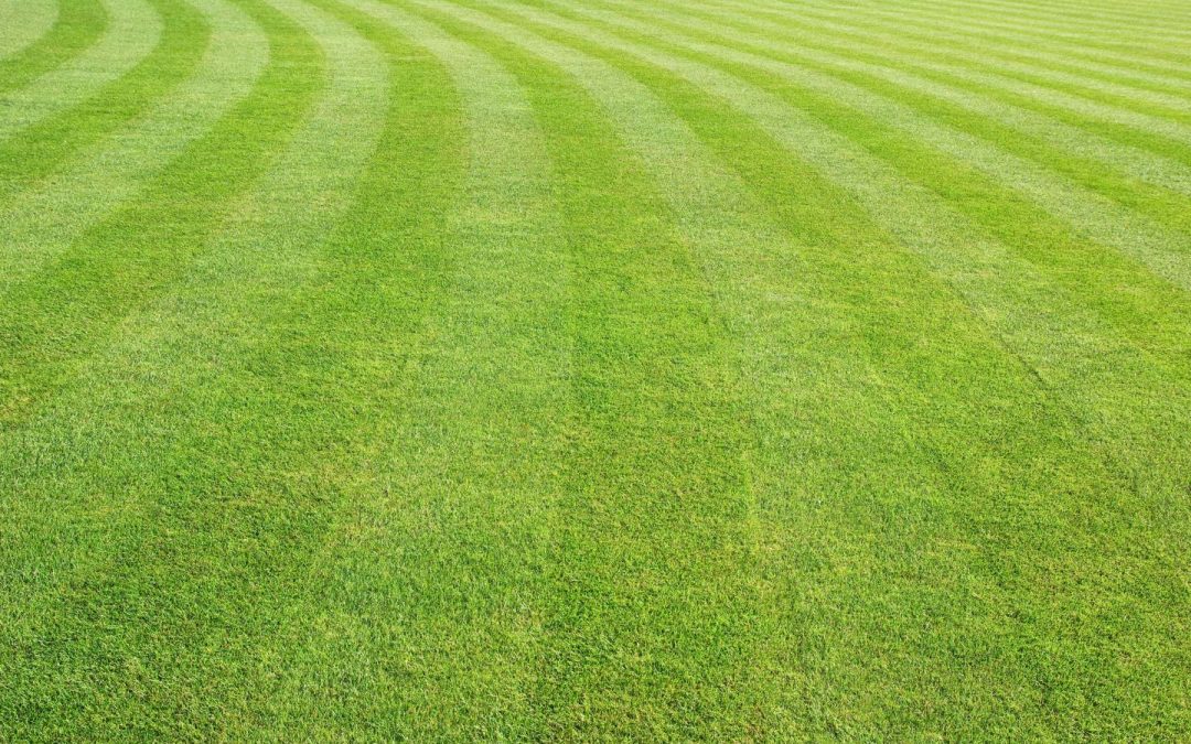 Top Tips for New Lawn Care